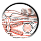 [Diploma Arch] Biomechanical 'Ethereal' No1 CAD Plans